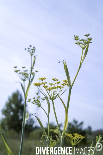 Foeniculum vulgare