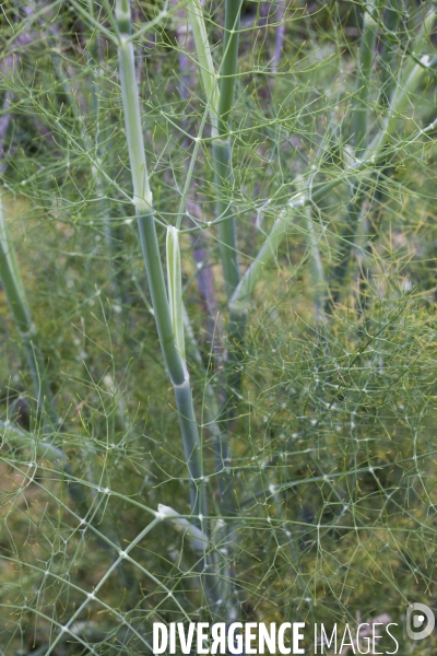 Foeniculum vulgare