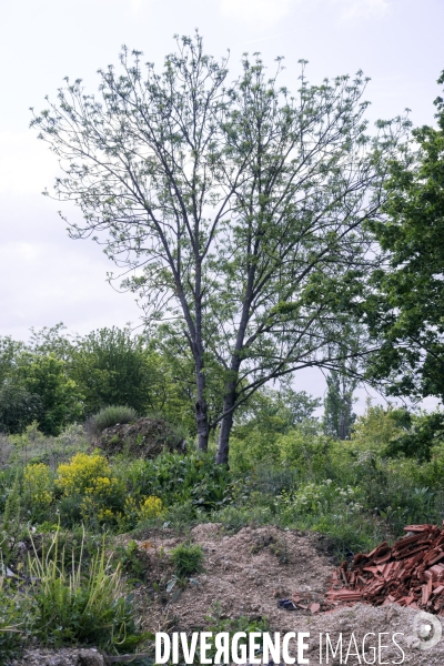 Fraxinus excelsior