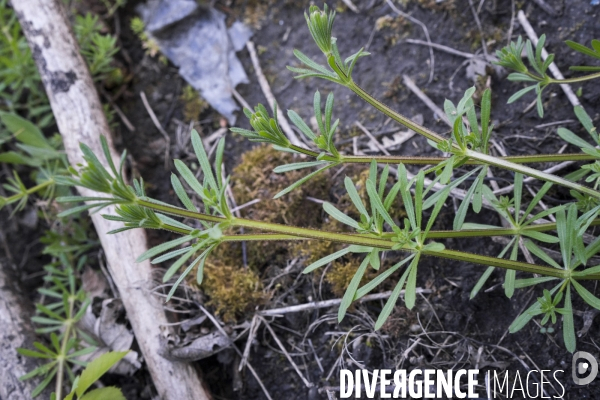 Galium aparine