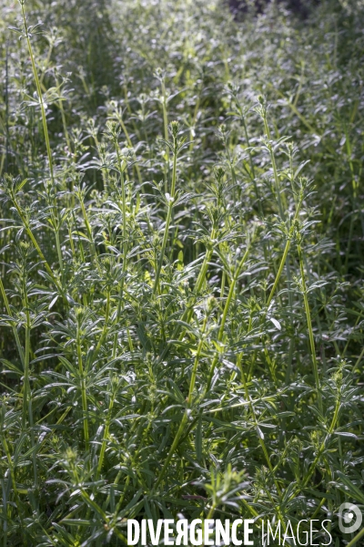 Galium aparine