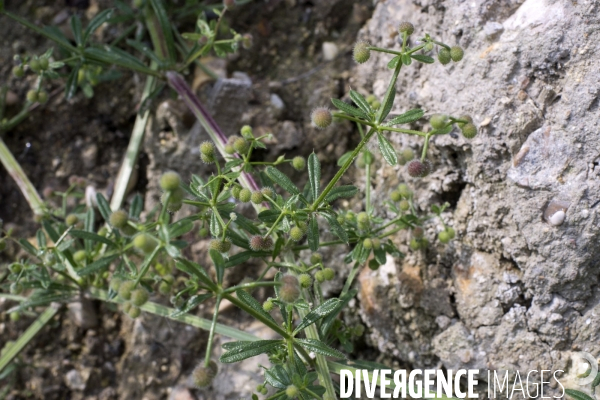 Galium aparine