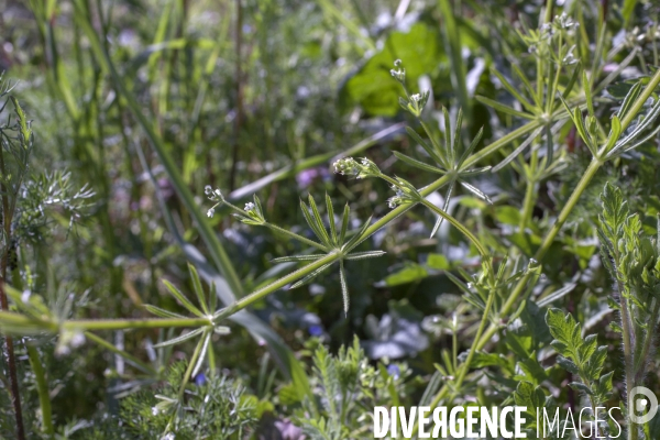 Galium aparine