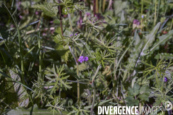 Geranium dissectum