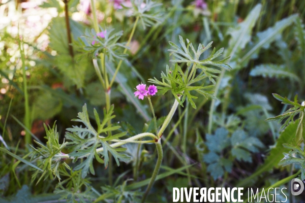 Geranium dissectum