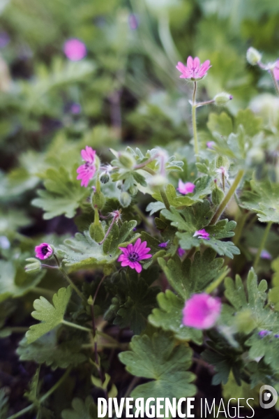 Geranium molle