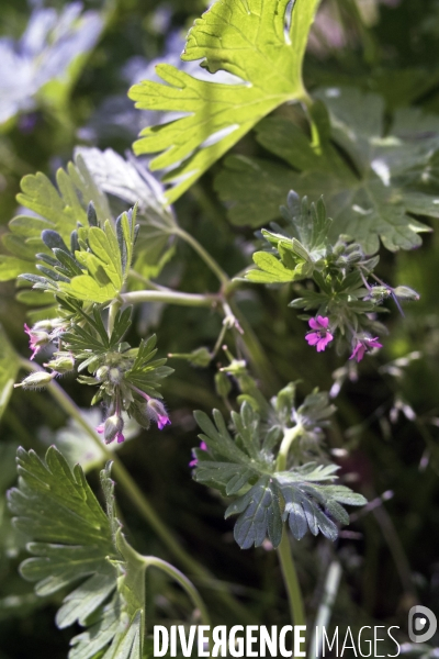 Geranium pusillum.