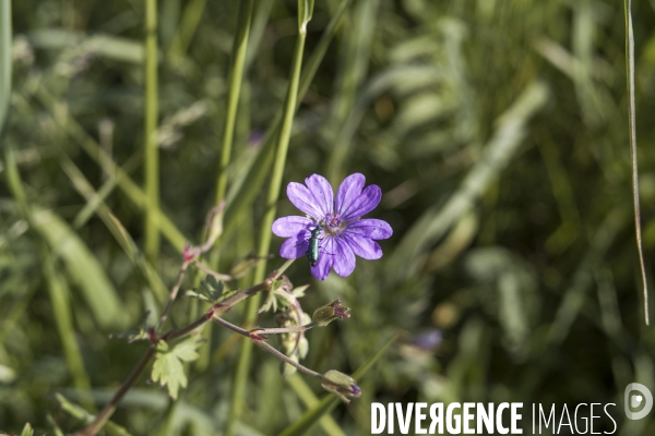 Geranium pyrenaicum