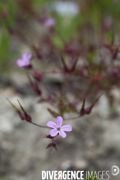 Geranium robertianum