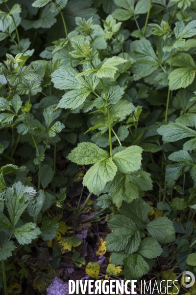 Geum urbanum