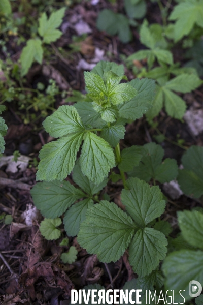 Geum urbanum