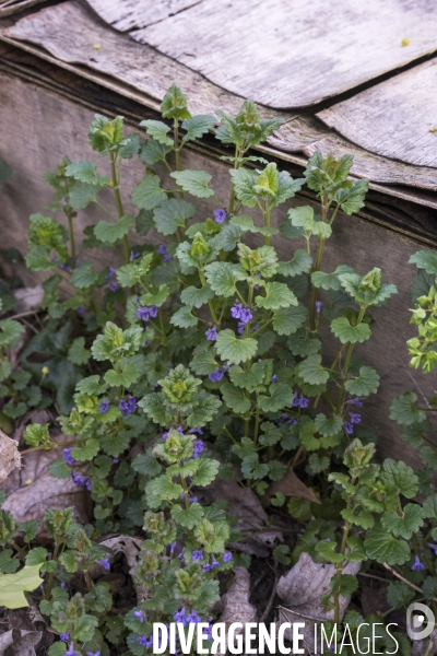 Glechoma hederacea