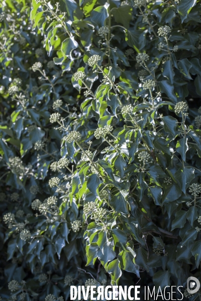 Hedera helix