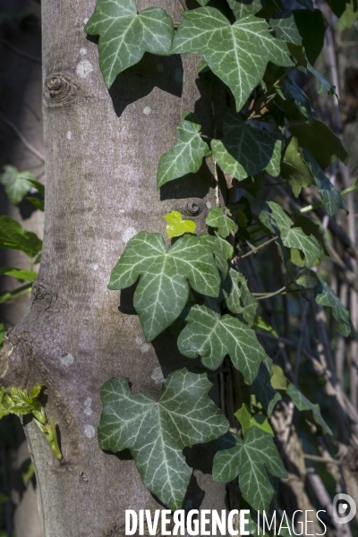 Hedera helix