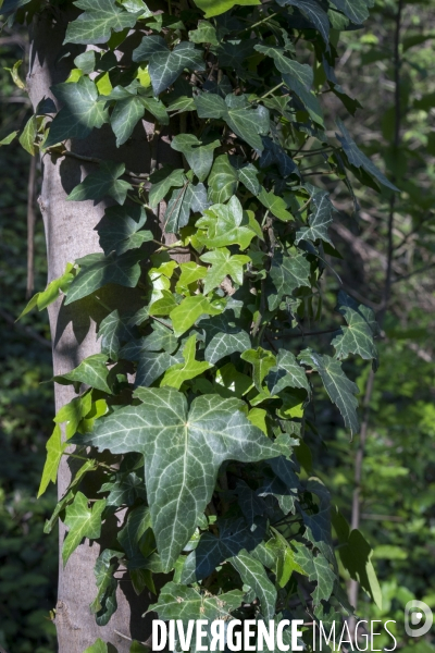 Hedera helix 07.jpg