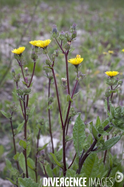 Helminthoteca echioides