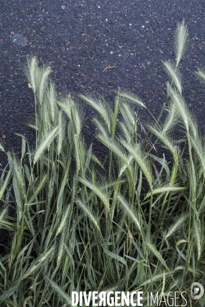 Hordeum murinum