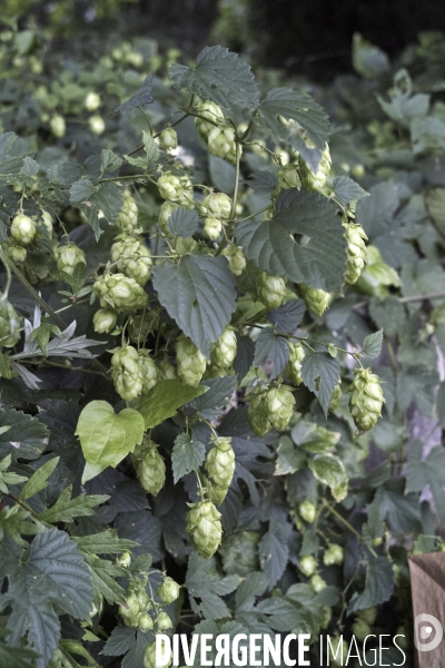 Humulus lupulus