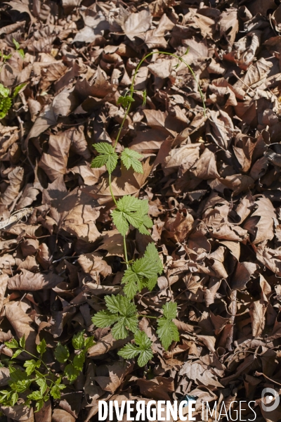 Humulus lupulus