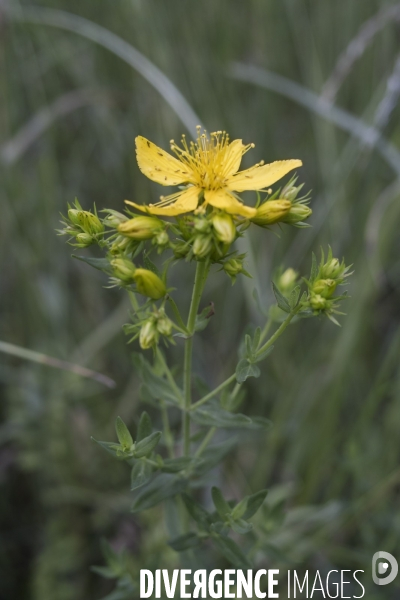 Hypericum perforatum