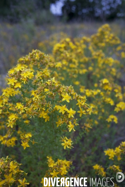 Hypericum perforatum