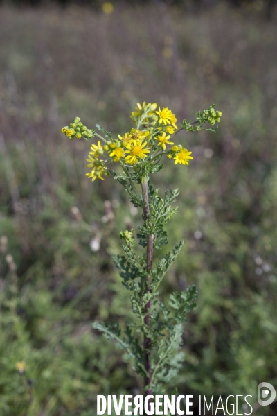 Jacobaea vulgaris