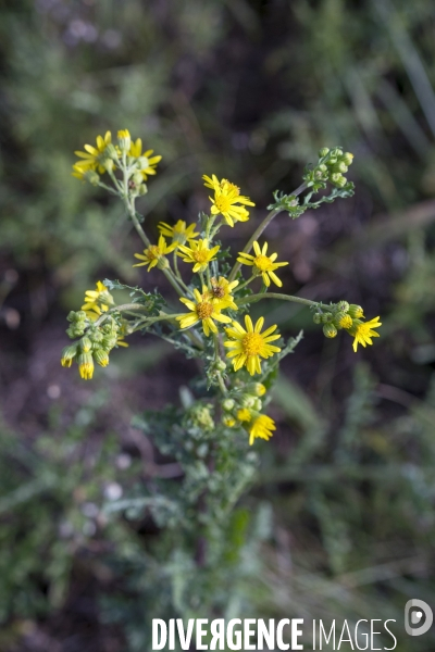 Jacobaea vulgaris