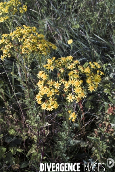 Jacobaea vulgaris