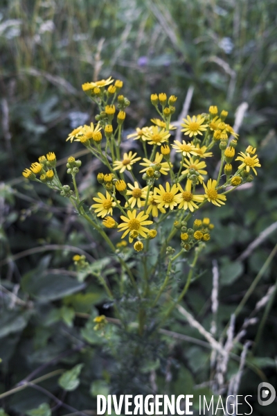 Jacobaea vulgaris