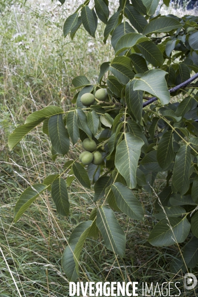 Juglans regia