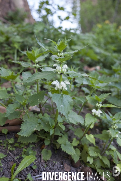 Lamium album