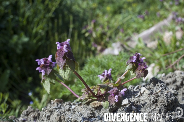 Lamium purmpureum