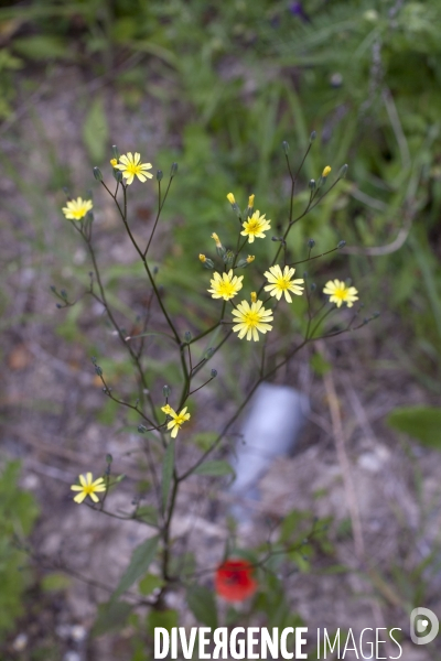 Lapsana communis