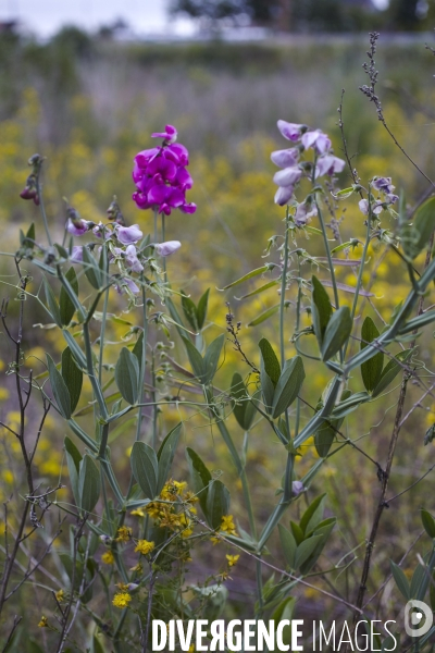 Lathyrus latifolius