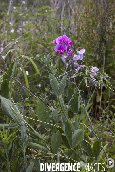 Lathyrus latifolius