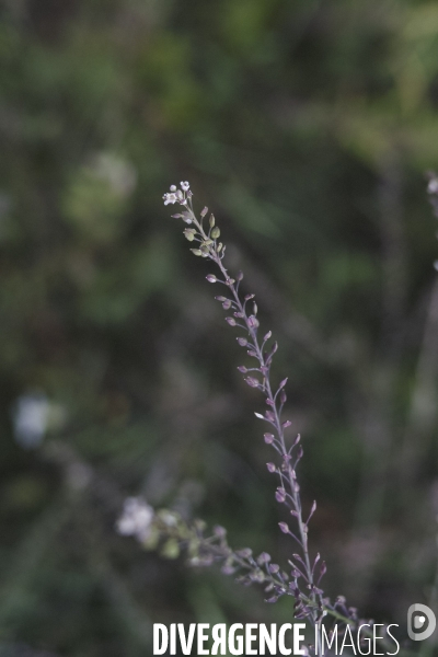 Lepidium graminifolium