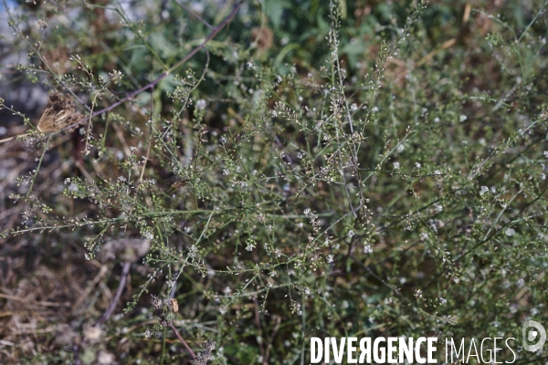 Lepidium graminifolium