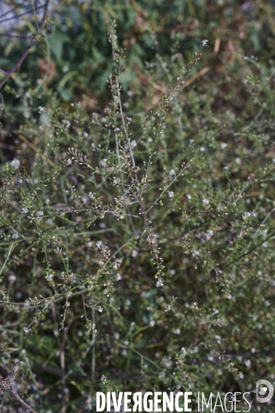 Lepidium graminifolium