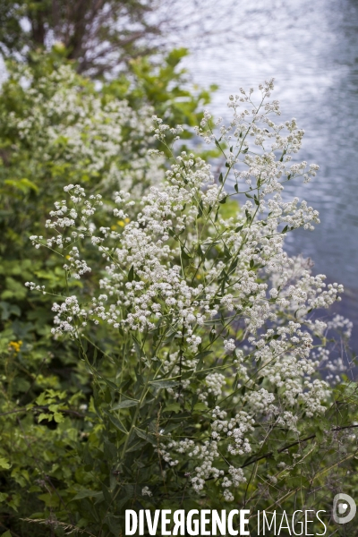 Lepidium latifolium