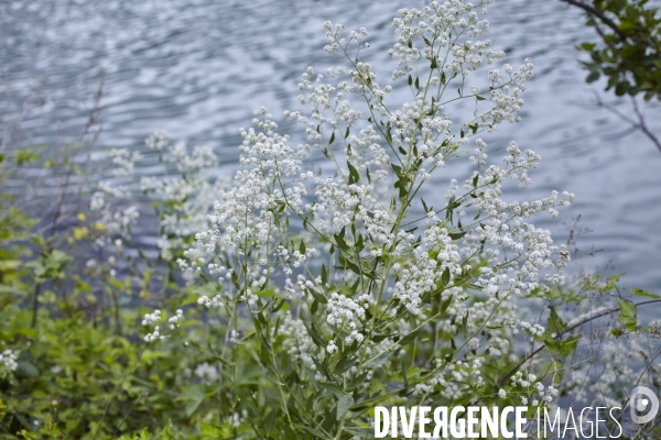 Lepidium latifolium