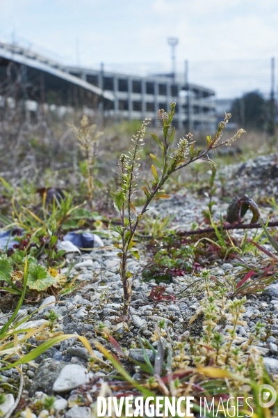 Lepidium virginicum