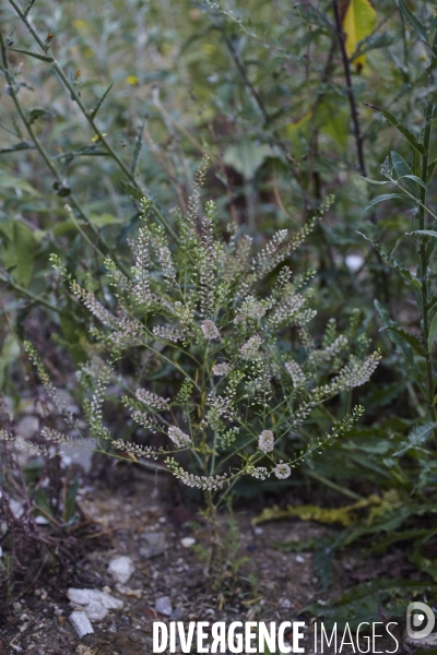 Lepidium virginicum