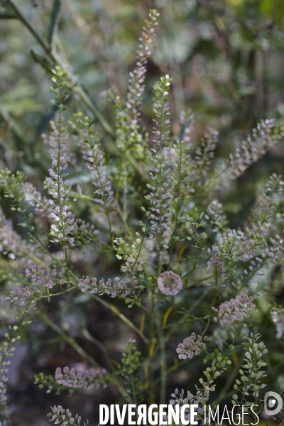 Lepidium virginicum