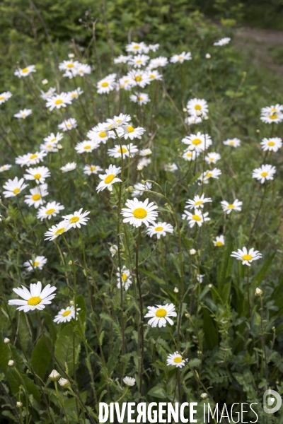 Leucanthemum vulgare