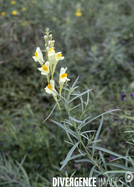 Linaria vulgaris