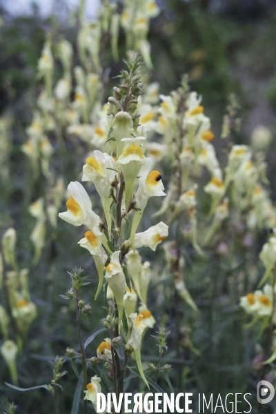 Linaria vulgaris