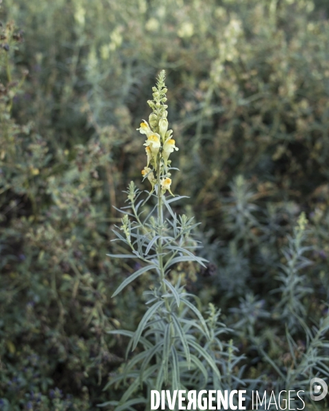 Linaria vulgaris