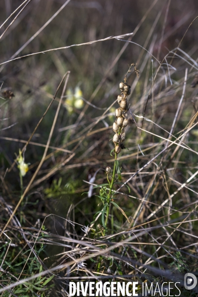 Linaria vulgaris