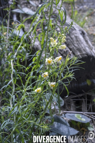 Linaria vulgaris