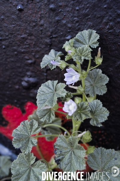 Malva neglecta